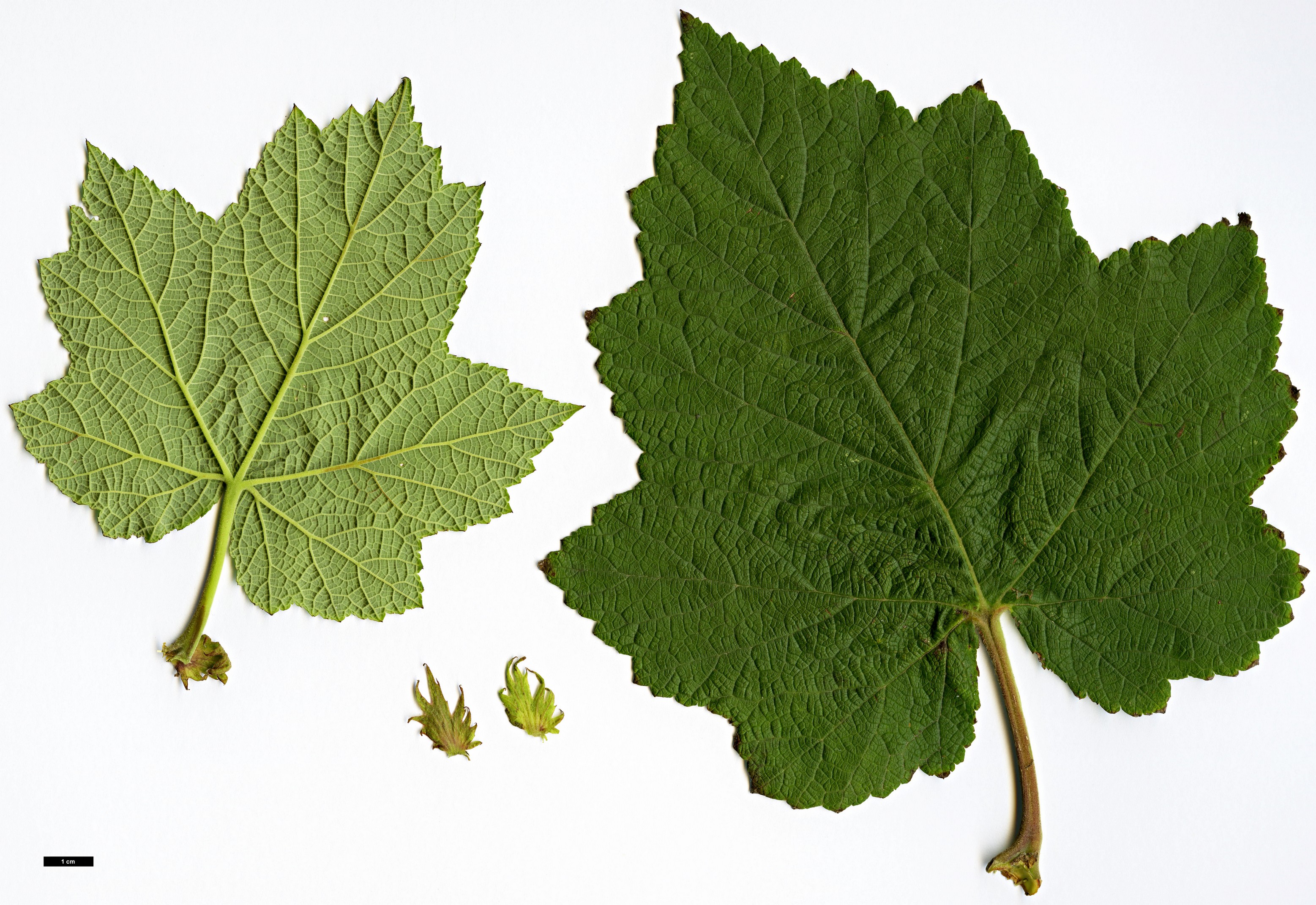 High resolution image: Family: Rosaceae - Genus: Rubus - Taxon: aff. setchuenensis